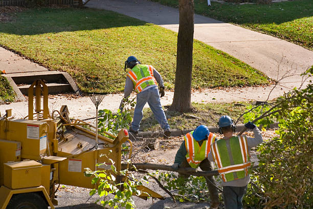 Best Tree Risk Assessment  in Abernathy, TX